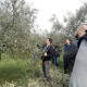 Pruning olive trees workshop2018